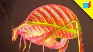 Top 5 Nuevas Especies Animales Jamás Vistas En El Mundo | TheRandomBox