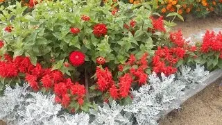 Сальвия выращивание и уход