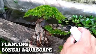 PLANTING MINI BONSAI AQUASCAPE !! SIMPLE
