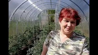 ФОРМИРОВКА ТОМАТОВ в Теплице 📌💯 Что нужно Удалить, а Что обязательно Оставить!! ПОДВЯЗКА ПАСЫНКОВ 🍅