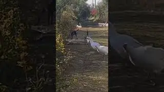 Стафф та гуси. Хто кого пасе? Staff and geese. Who is tending whom?#shortsvideo #staff #стафф #гуси
