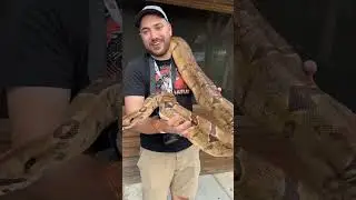 I AM LIVING OUT MY DREAMS! Happy New Year from Reptiliatus!