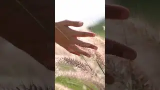 Countryside Ambience + Relaxing Music 