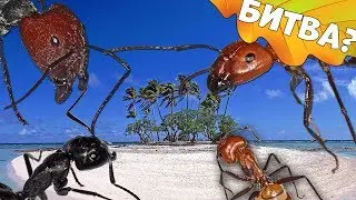 Разные виды на острове! Будет ли битва муравьёв???