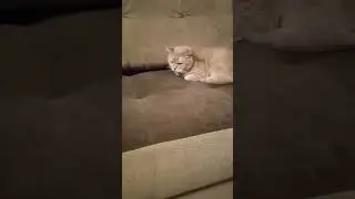 У нас сенсация века