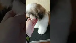 Санни 2.5 мес ши-тцу 🥰