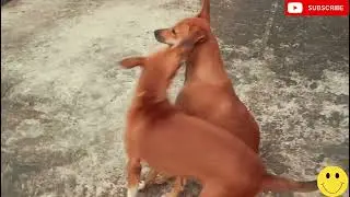Village dog lovers videos 💘#funny videos # # playing video 🥰 #cute 💯#animals #dog🐕 ‎@itslook369 ||