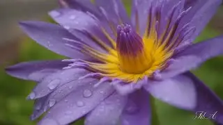 ♡  Мелодия души...  Эрнесто Кортазар  -  С Вами...  Ernesto Cortazar  -  With you...
