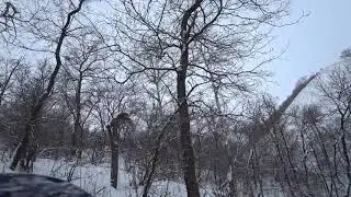 Охота на зайца с гончими  2019г 2
