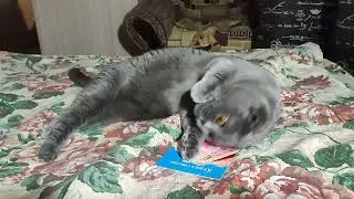Бастинда и открытка
