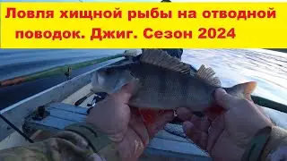 Ловля хищной рыбы на отводной поводок. Джиг. Сезон 2024. Asaru un līdaku cope uz džigu Burtniekā.