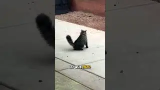 El ratón más listo del mundo 😂 