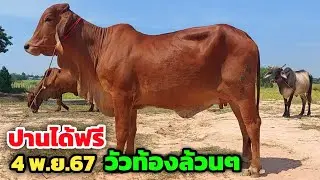 ปานได้ฟรี‼️วัวท้องล้วนๆจำนวนมาก ขายถูกส่งฟรี ซื้อแบบนี้ไม่มีขาดทุน