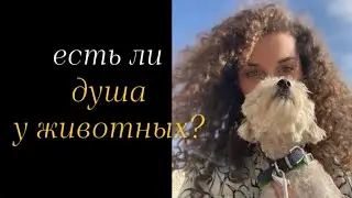 Ченнелинг про домашних питомцев