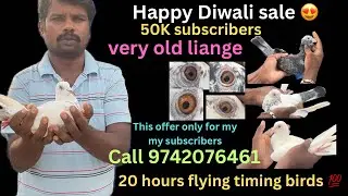 20 hours flying timing birds sale in best price 100%result call @9742076461 #petsworld #pigeonsale