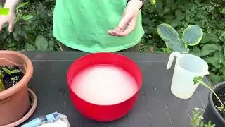 Cat de buna e apa de orez pentru plante! Aici aveti reteta! #agricool