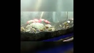 Piranhas available in India Contact no.8957401281