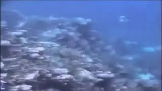 USO Bermuda Close Encounter with the diver