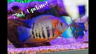 My Marineland 75 Gallon Update