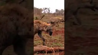 ONE-EYED, SPOTTED HYENA with CATCH, Kruger National Park, South Africa #nature #shorts