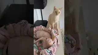 Кошачьи будни)) 