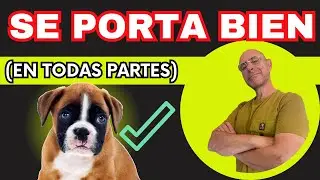 Gana Seguridad y Confianza: ENTRENA y EDUCA a tu CACHORRO para Cualquier Situación