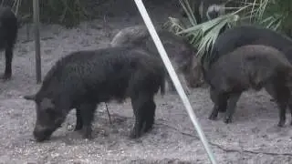 American Hoggers Tom Walker Hog Hunting in florida with Mossberg 500