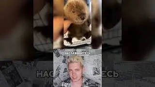 Маленький бобрик! 