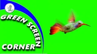 HUMMINGBIRD Green Screen Corner Chrome Key Animation Continuous Endless Infinite Loop Video