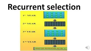Recurrent selection