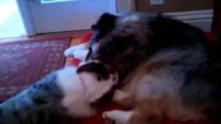 Corgi attack!