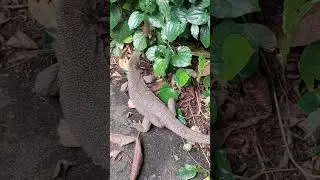 A Walk At Bukit Timah Hill Discovery