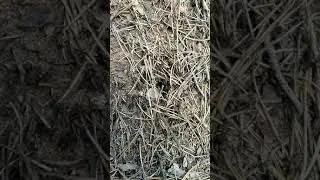 Лесные муравьи