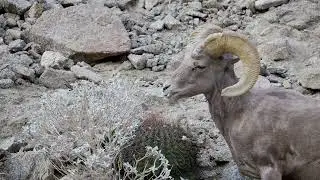 The Peninsular Desert Bighorn Sheep (no narration)