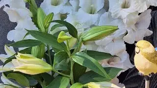 479...Цветы для моей Каролише и как живут её ребята.