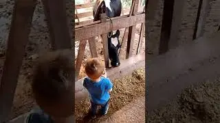 Na estrebaria ajudando o papai.