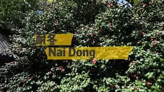 Nai Dong 耐冬