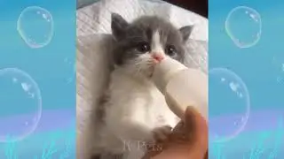 САМЫЕ МИЛЫЕ котята и щенки 2020 #1