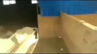 паркур овца