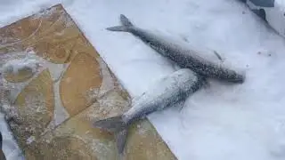 И пурга нам не страшна.