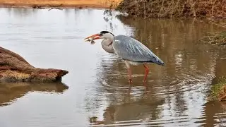 Heron Snatches A Fish!