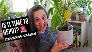 Repotting my Zygopetalum orchid after 4 years! | Step-by-step guide 🌿