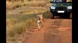 Tiger Safari - Tiger Chase _ Attack Jeep in India