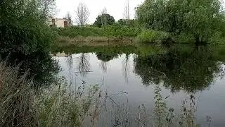 Дубовый гай, безимянное озеро