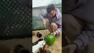 My guinea pigs going wild for watermelon rind