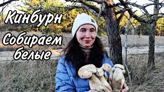 Кинбурн. Собираем белые грибы.