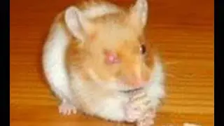 harry the hamster interactive smell-o-vision