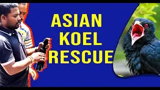 ASIAN KOEL RESCUE | MADURAI #KOEL #tamilnadu #viralvideo