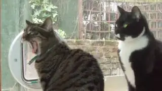 Screaming Cat - Mike Schank