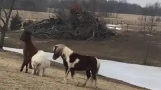 Livestock guardian dog plays with the horses - 1026753